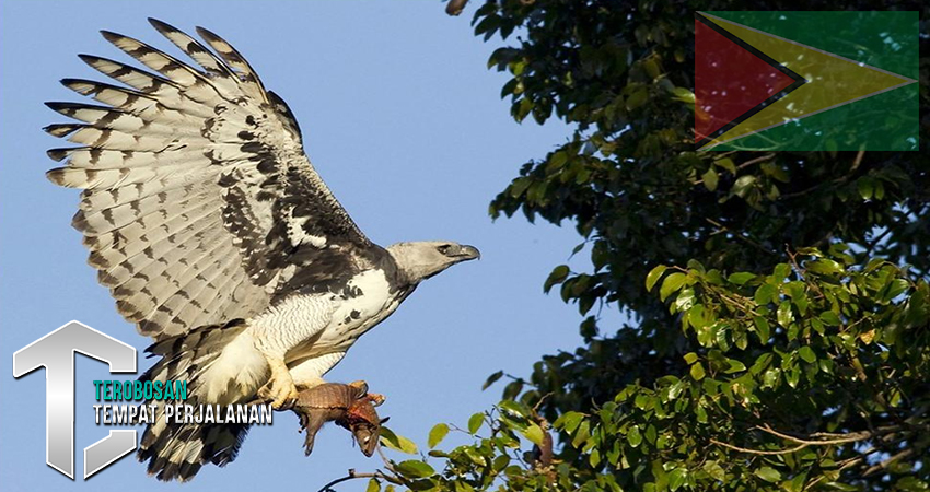 Guyana: Menyusuri Jejak Burung Langka